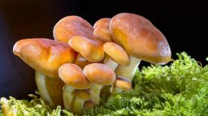 春天蘑菇高清图片，做一个采蘑菇的小姑娘！