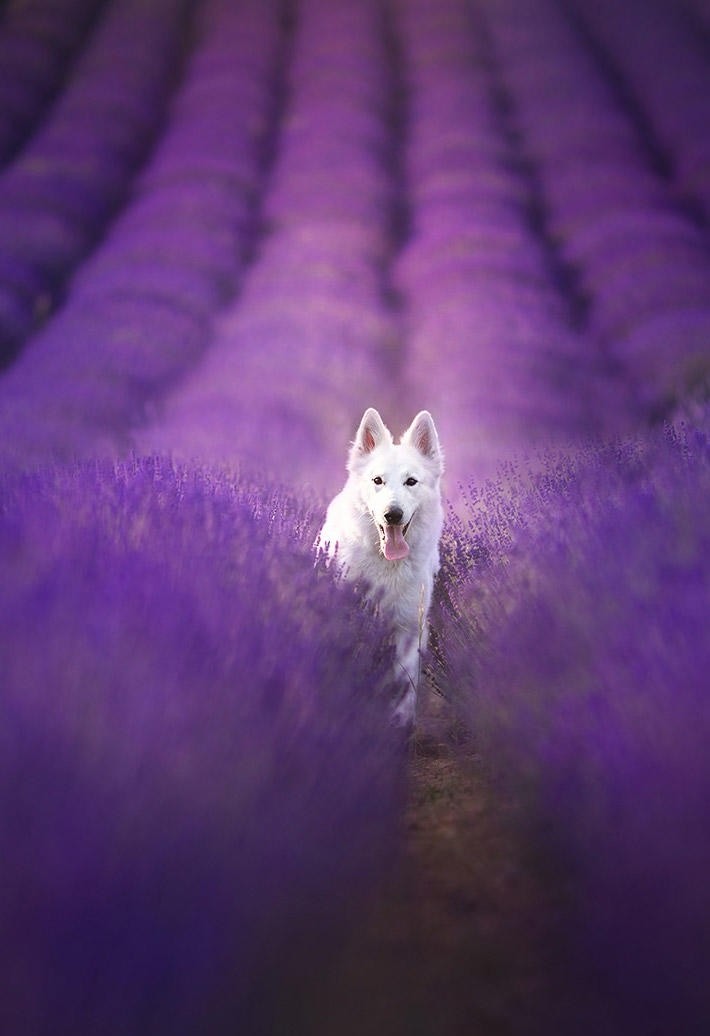 花海里的萨摩耶犬图片