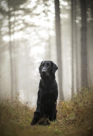 森林里坐着黑色的拉布拉多犬图片