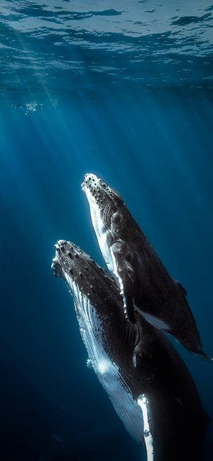 正游向海面的两只座头鲸
