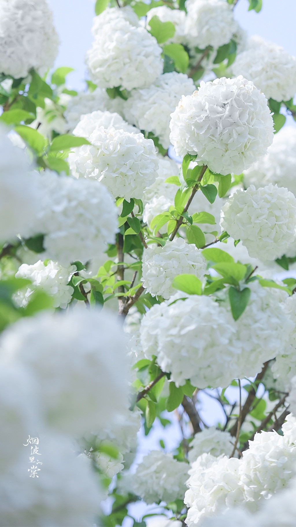 白色木绣球花唯美背景手机壁纸