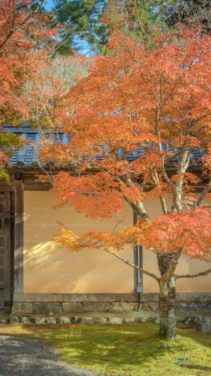 秋日庭院枫树治愈迷人写真