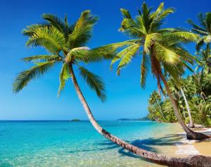 棕榈树,海岸,蓝色大海天空,海边自然风景图片
