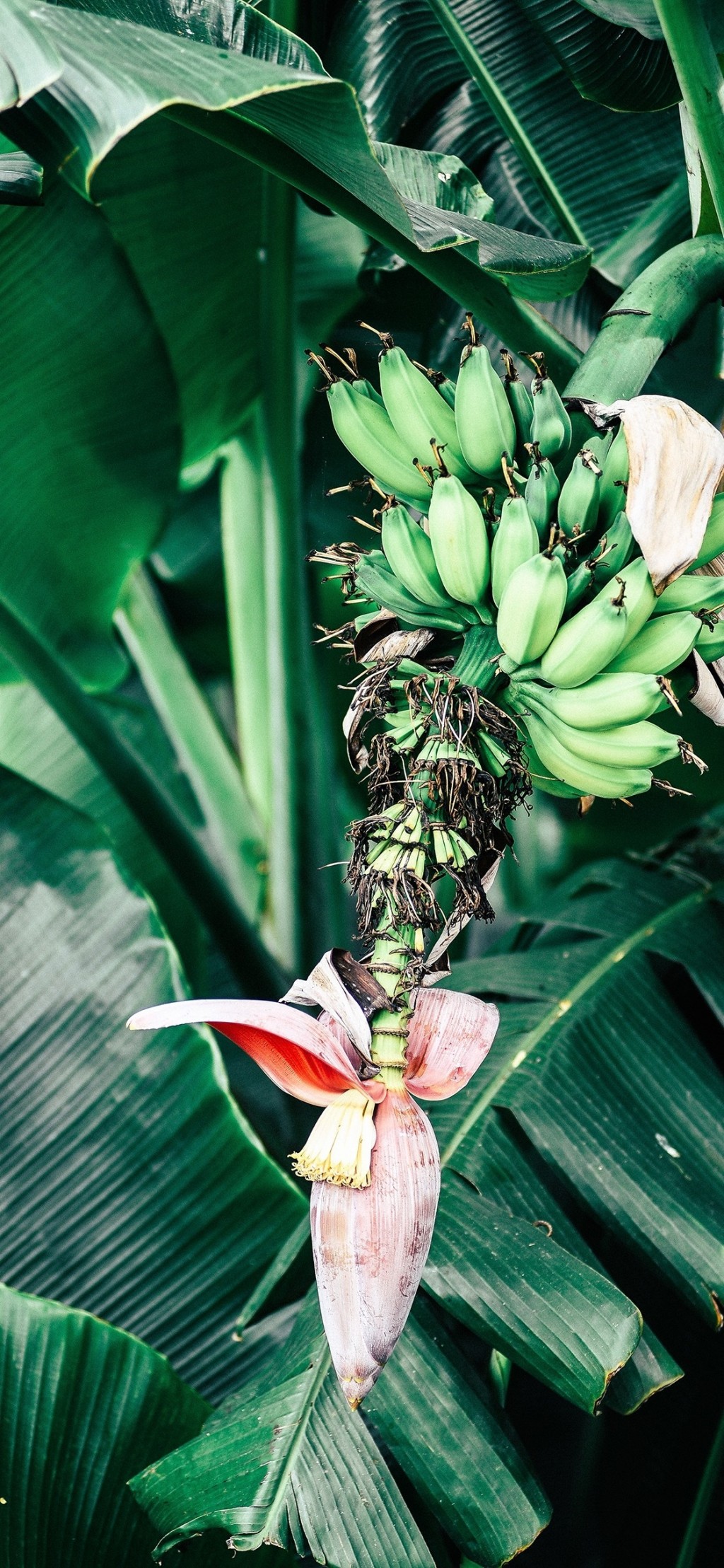 香蕉植物手机壁纸