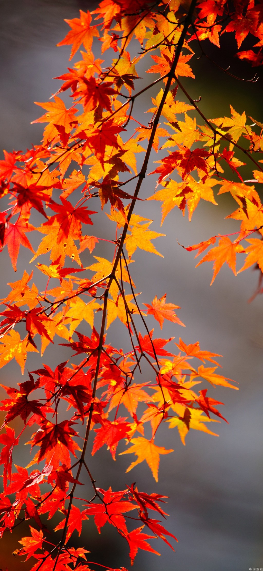 秋天红色的枫叶高清手机壁纸