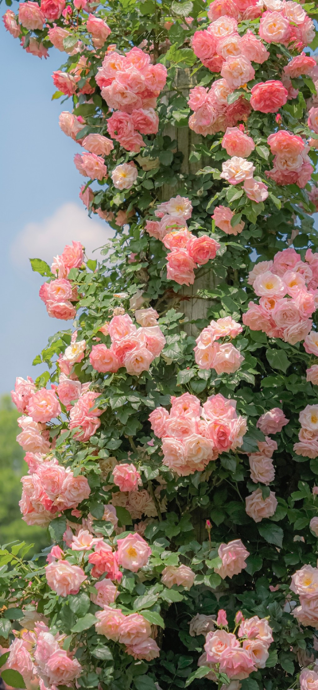 蔷薇花开清新手机壁纸 植物 靓丽图库