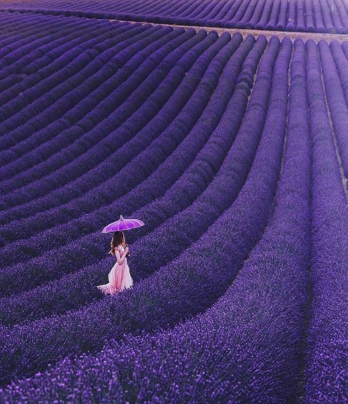 普罗旺斯紫色薰衣草风景图片