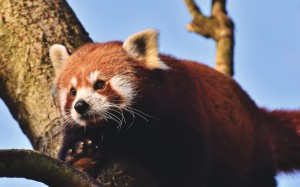 超级软萌可爱的红熊猫