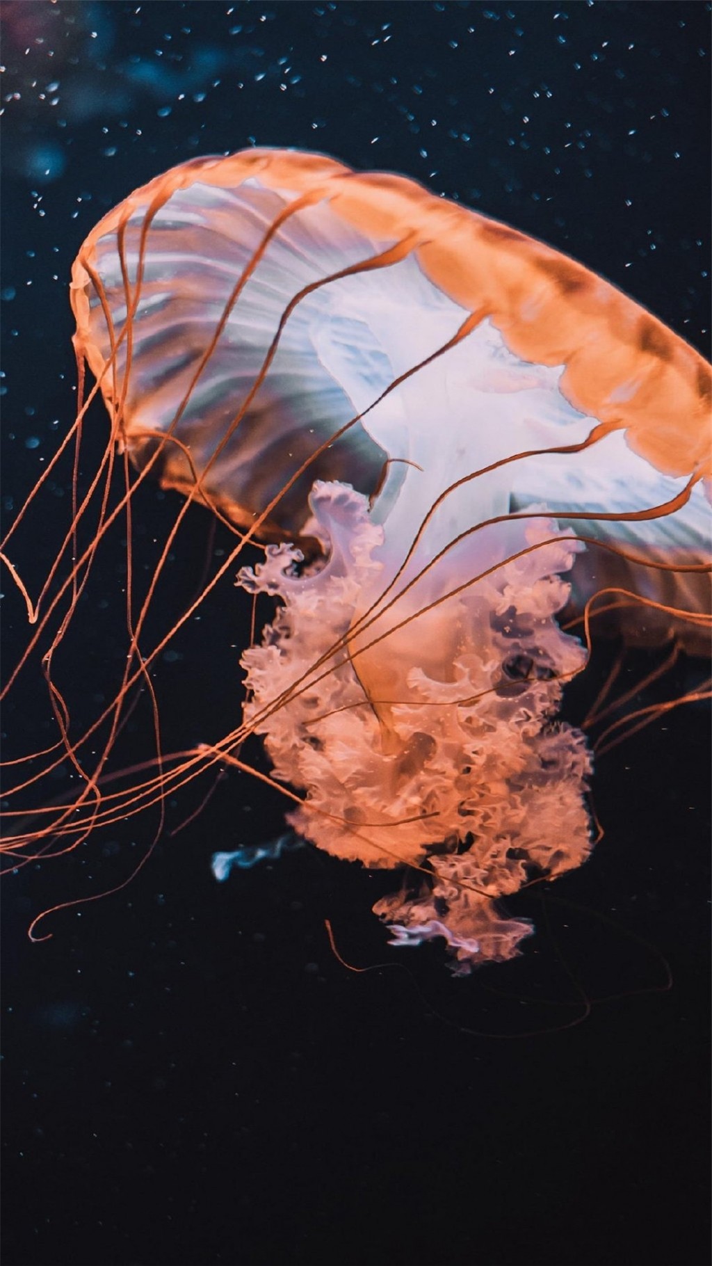 梦幻海洋生物水母唯美高清手机壁纸