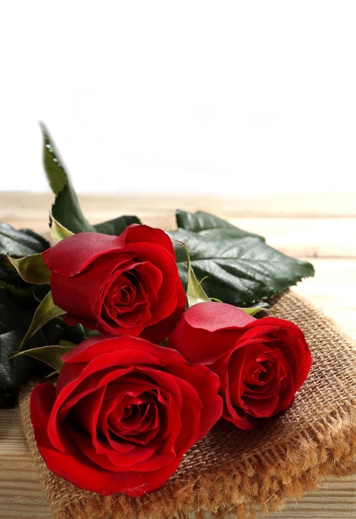 美丽动人的红玫瑰花图片