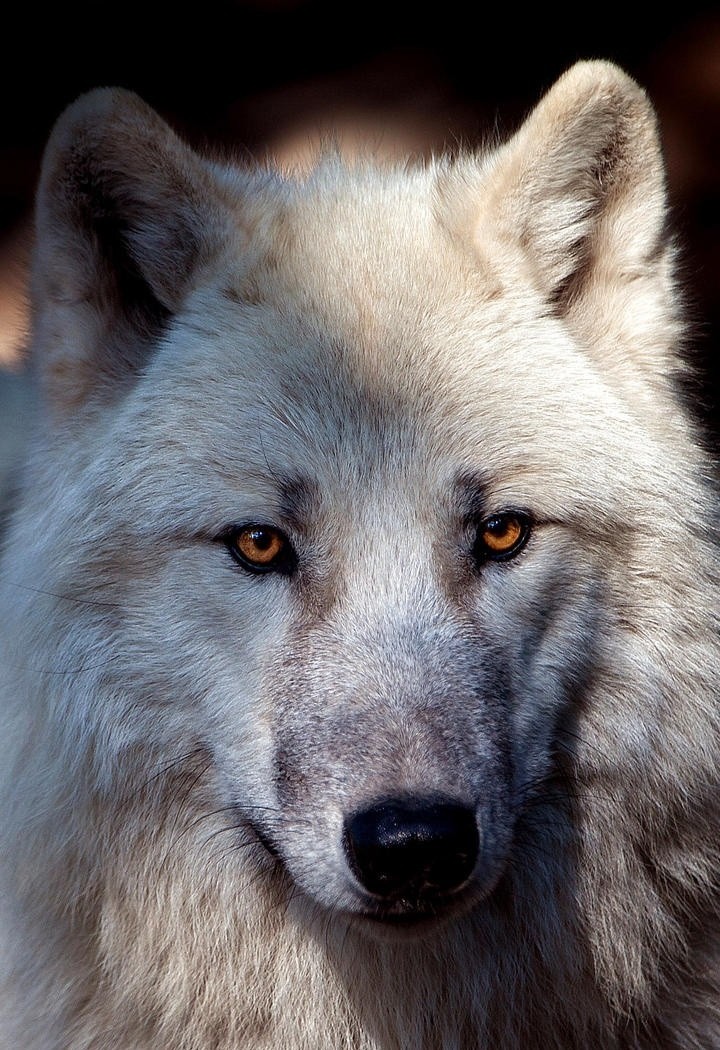 野生动物狼摄影图片