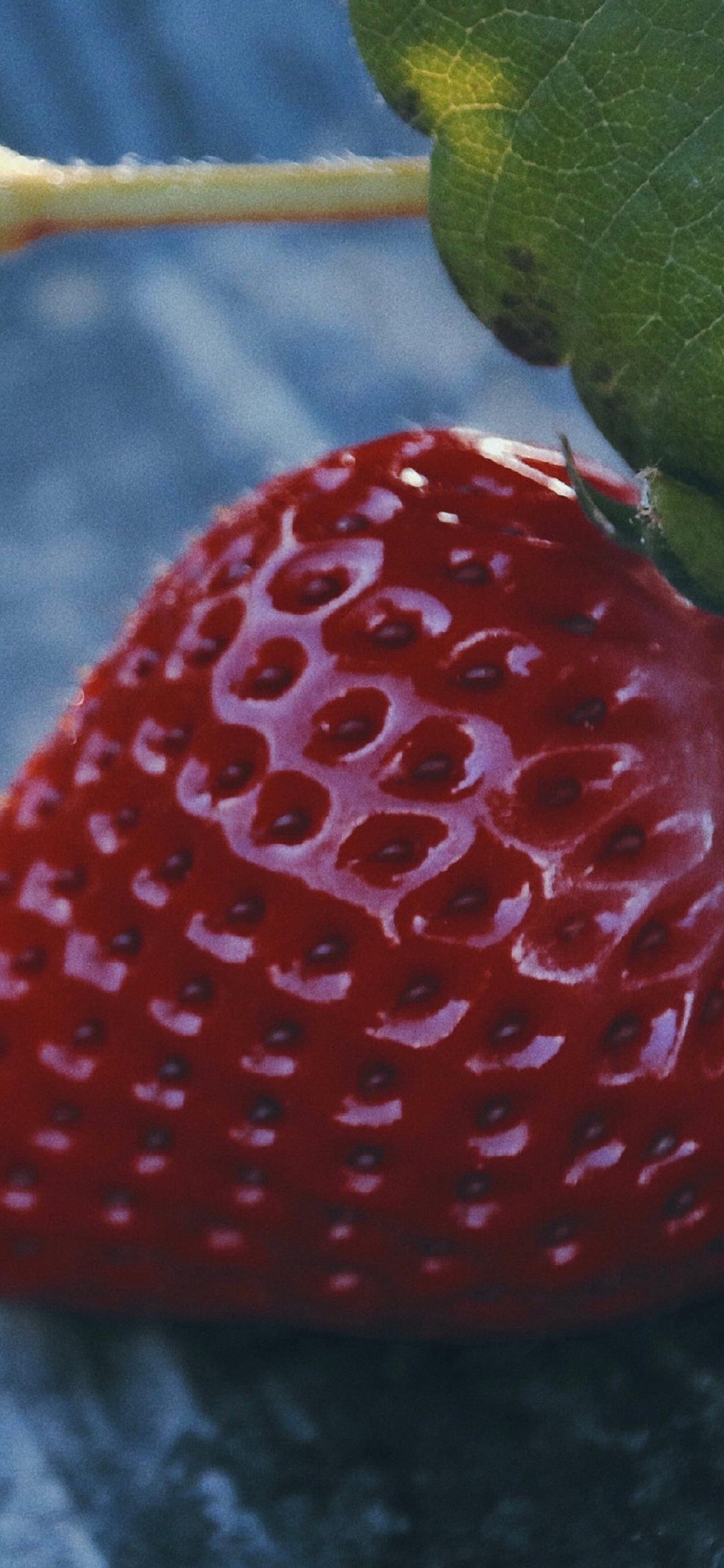 新鲜美味水果草莓手机壁纸