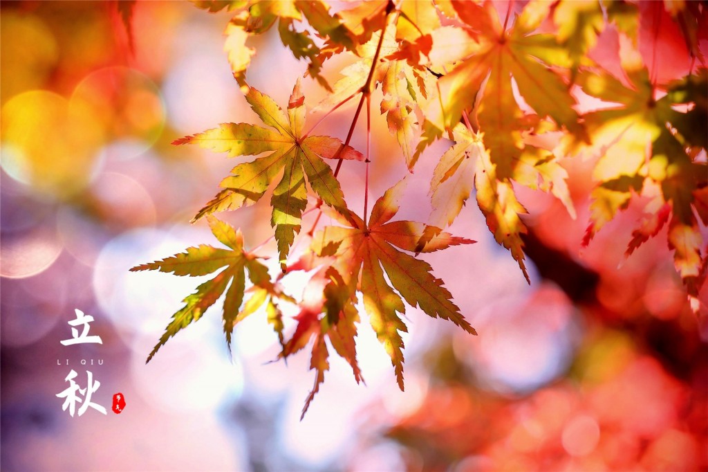 二十四节气之立秋唯美红色枫叶桌面壁纸