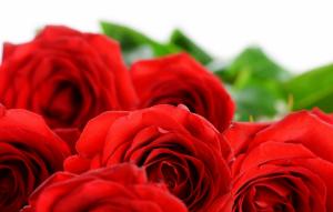 红玫瑰,花瓣,高清图片