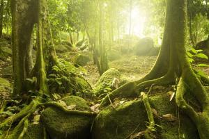 神秘的森林,太阳,树木,石头,苔藓,大自然风景图片