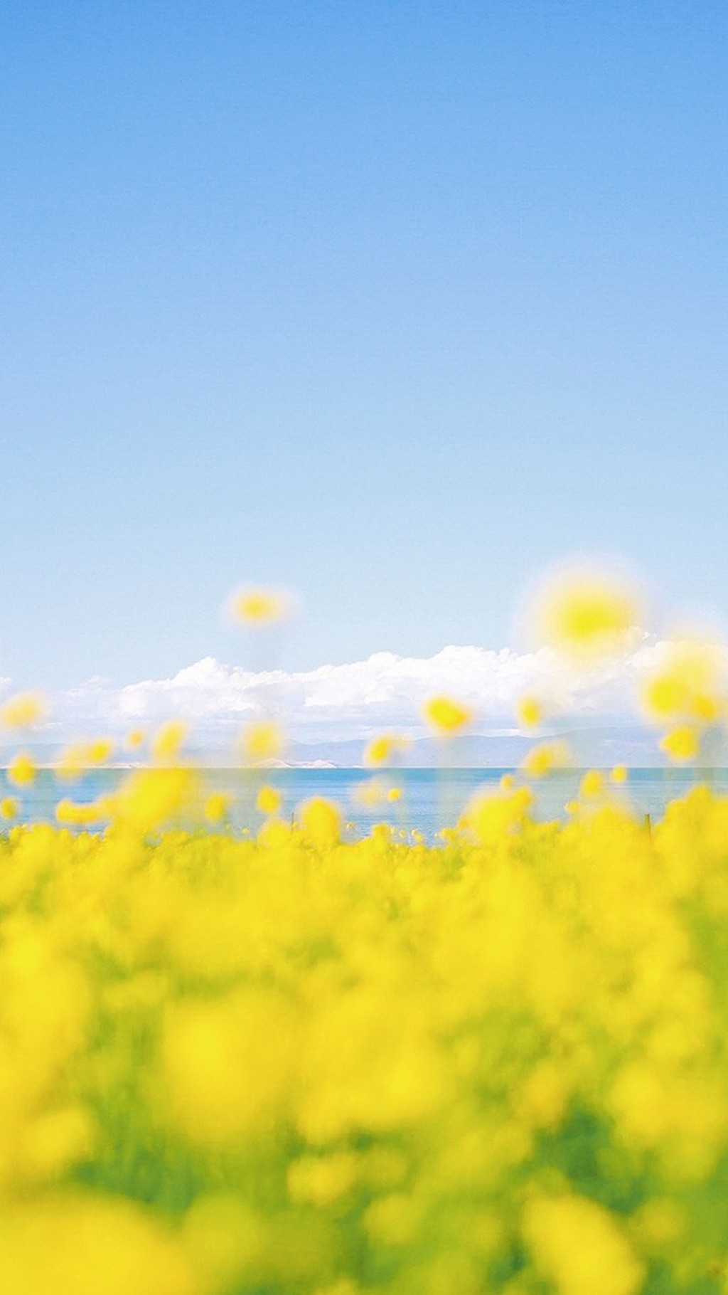 青海湖油菜花风景图片