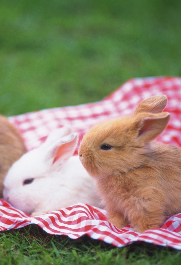 毯子上三只可爱的兔子图片