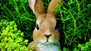 可爱动物小兔子图片大全高清桌面壁纸