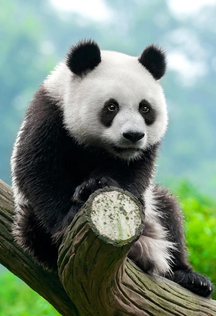 可爱的国宝大熊猫高清手机壁纸图片
