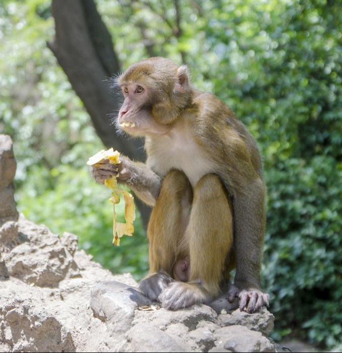 国家公园的猴子可爱图片