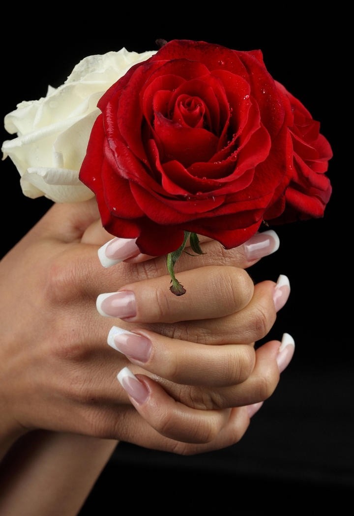 色彩鲜艳的高清玫瑰花图片