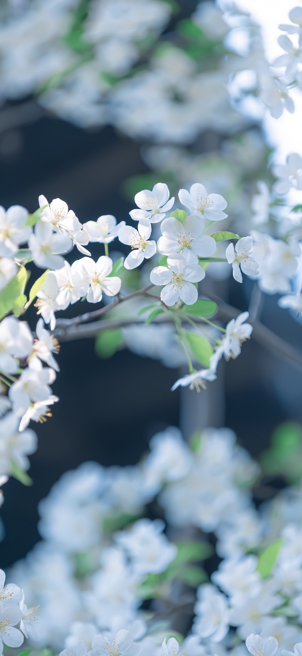 湖北海棠洁白色清新花朵手机壁纸