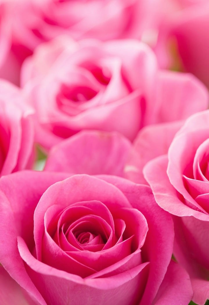 布满水珠的粉色玫瑰花图片