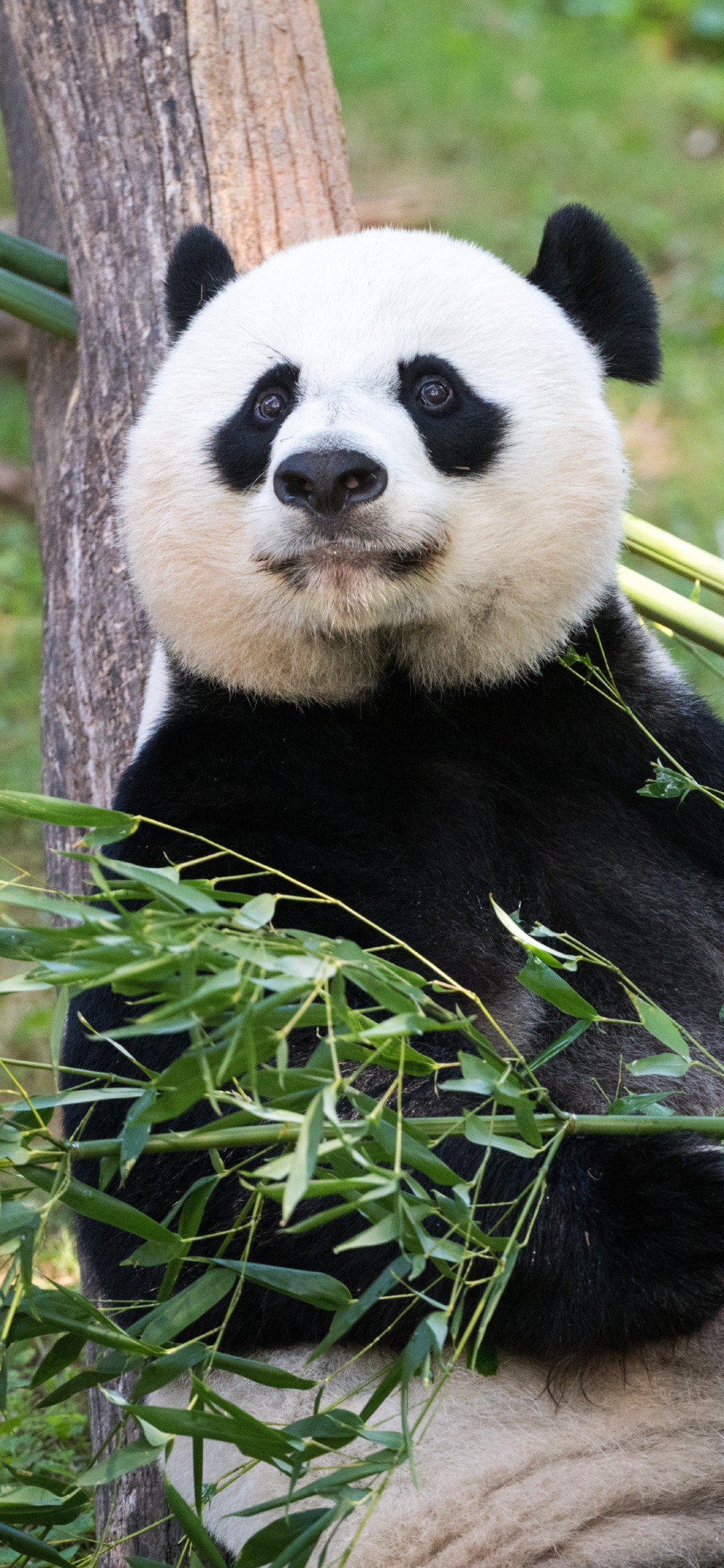 可爱大熊猫手机壁纸
