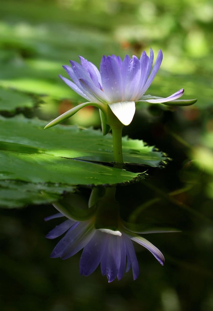 高清紫色睡莲荷花图片