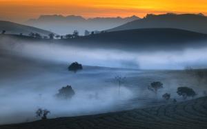 山 茶园 早晨 雾 超美风景壁纸