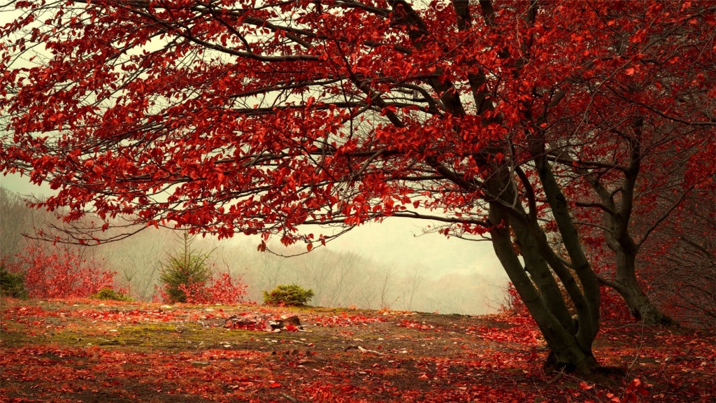 香山公园红枫优美景色高清桌面壁纸
