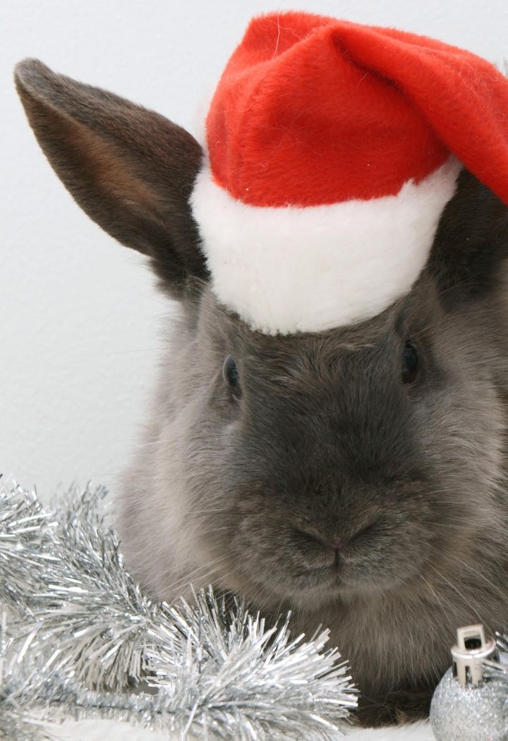 带着圣诞帽的兔子