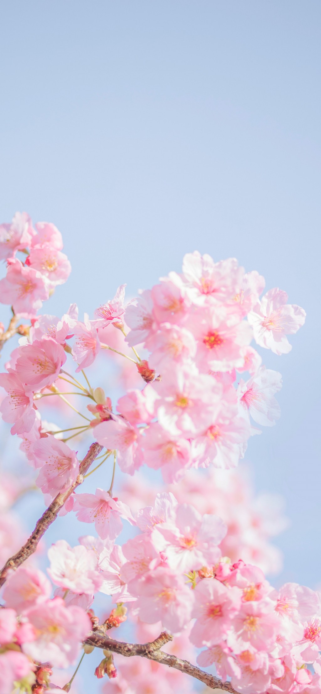 春暖花开唯美鲜花风景手机壁纸