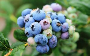 唯美水果蓝莓高清图片