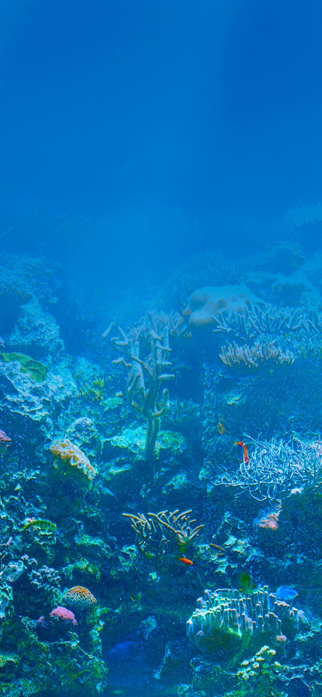 海底世界唯美风景手机壁纸