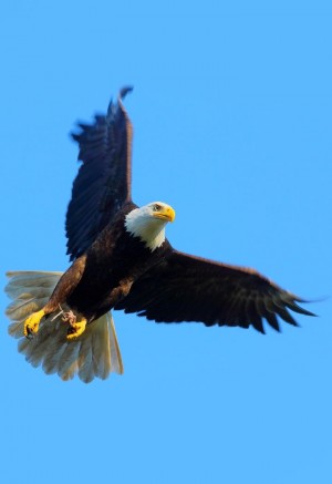 展翅飞翔的老鹰动物图片