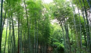 赤水竹海国家森林公园贵州