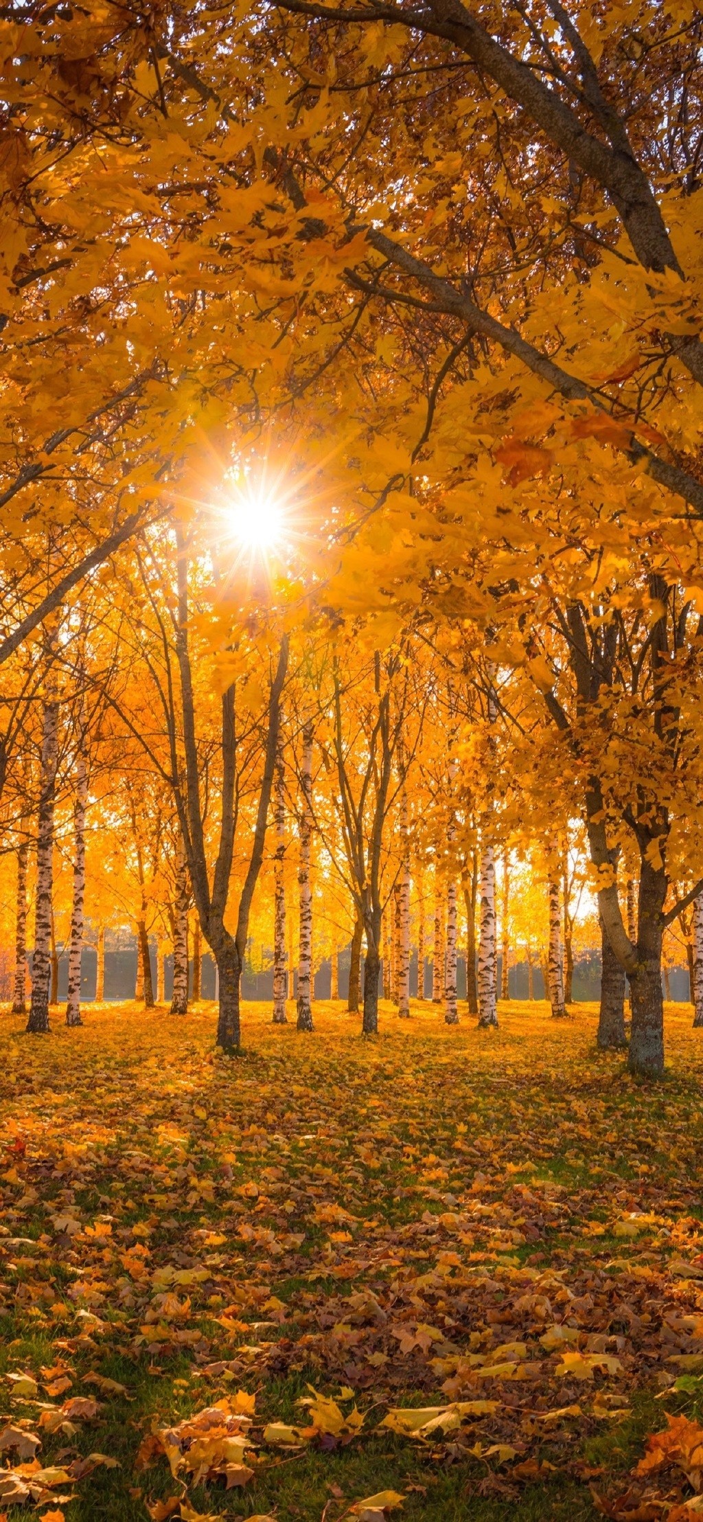 最美秋天自然风景手机壁纸