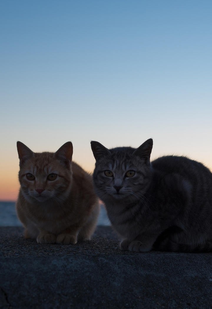 夕阳下的流浪猫图片
