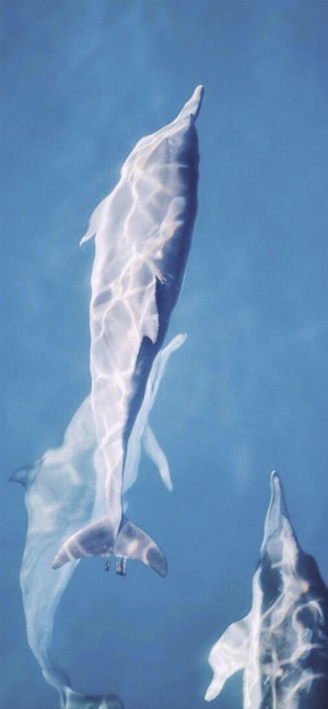 世界旅游日之海豚自由翱翔