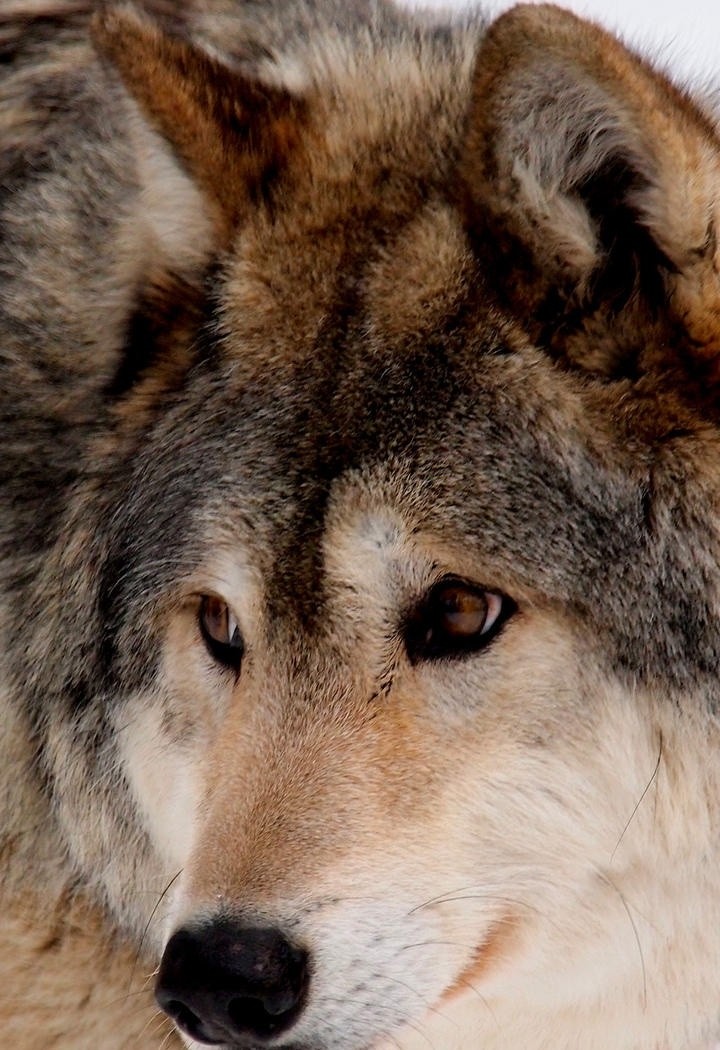 野生动物灰狼图片