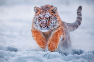 雪地里奔跑的老虎