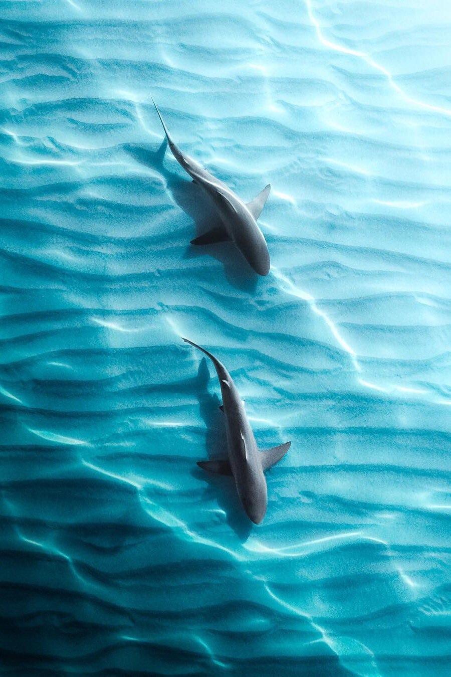 澳大利亚礁鲨