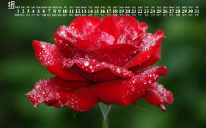 2019年5月唯美红玫瑰图片日历壁纸