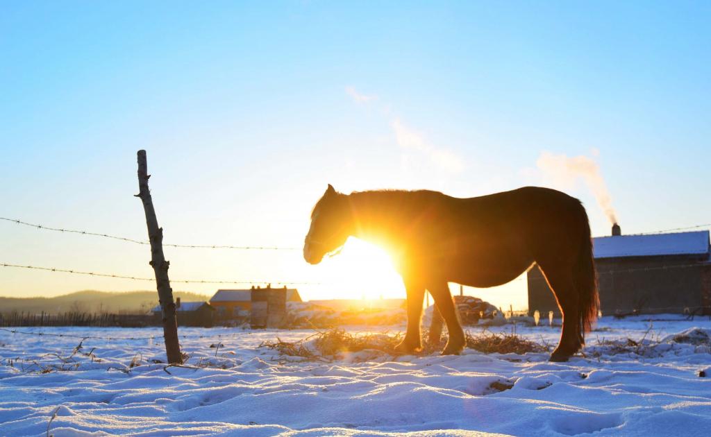 鄂伦春冬季早晨的风景图片写真