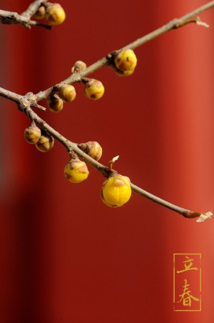 故宫博物院之立春节气壁纸图片