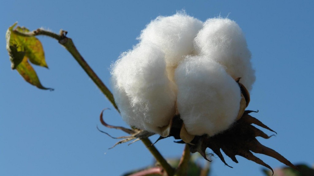 唯美纯洁的新疆棉花
