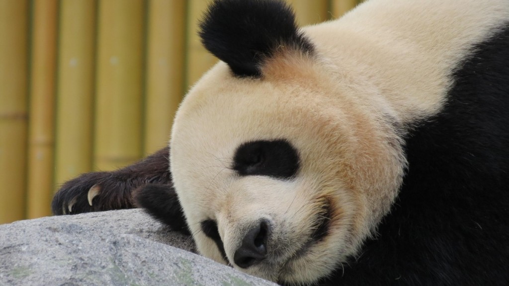 可爱萌态的大熊猫
