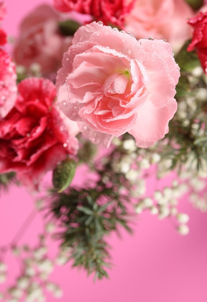 温馨美丽的粉色康乃馨鲜花图片