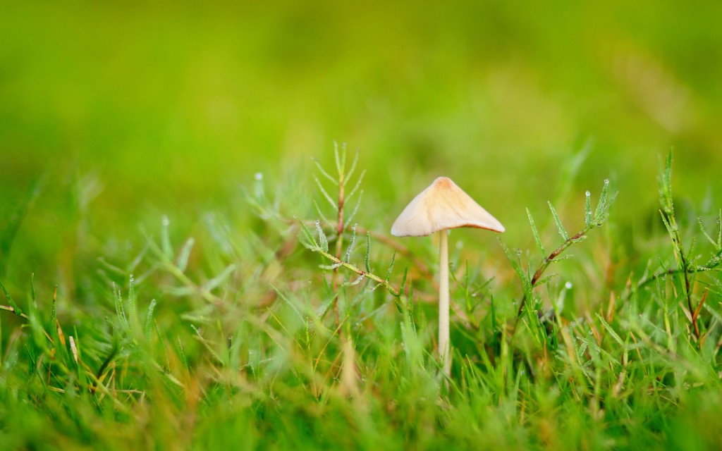 雨后清新小蘑菇图片